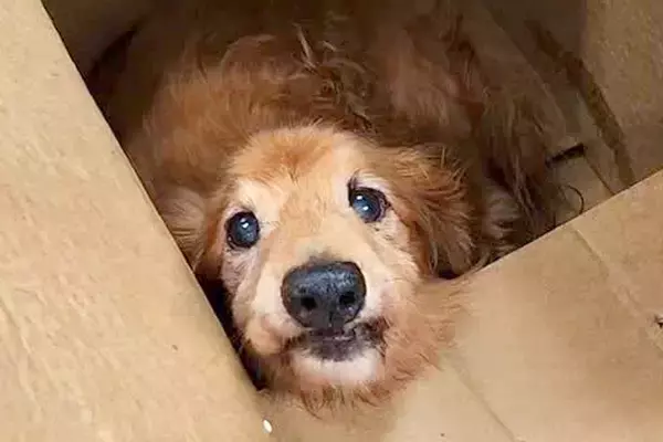 ダンボールに入っていた『ボロボロの犬』を保護→飼われていたとは思えない状態で…涙が止まらない光景が103万再生「幸せに」「出会いに感謝」