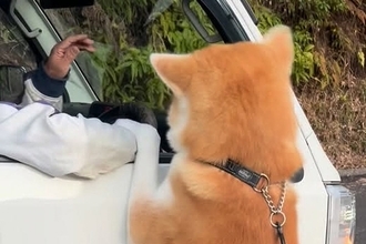 秋田犬が、軽トラに乗った『大好きなおじちゃん』を発見したら…気付いた瞬間の『愛情いっぱいのごあいさつ』が10万再生「嬉しさ爆発」「素敵」