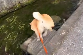 わざわざ『人が歩けない散歩コース』を進もうとする犬→飼い主を撒こうとする光景が206万再生「やりたい放題ｗｗ」「わたしなら撒かれてる」