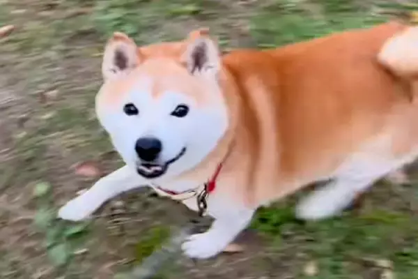 彼氏の犬と楽しく散歩していたら、突然『飼い主じゃない』と気が付いて…わかりやす過ぎる『表情』が19万再生「顔ｗｗ」「二度見してて草」