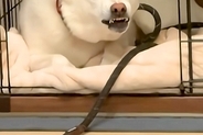 なぜかケージでブチギレている犬→『ドッグトレーナーの先生に電話しようかな』と伝えた、次の瞬間…まさかの『表情』が72万再生「困ってて草」