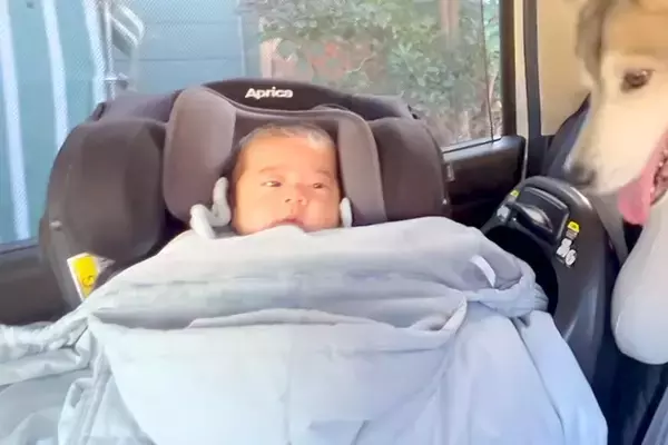 赤ちゃんと初めて『車でお出かけ』することになった大型犬→車体が揺れるほど大興奮して…微笑ましい光景に反響「幸せな犬生」「めっちゃ可愛い」