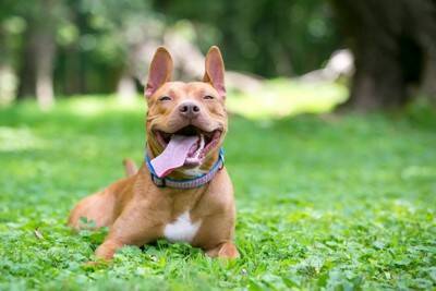 犬が『うっとり顔』を見せるときの心理4選　嬉しい気持ちの証？愛犬を喜ばせる方法まで