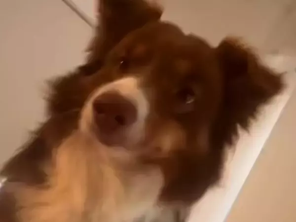 朝の4時半、毎回飼い主を起こしにくる犬→なかなか起きないでいたら…キレてしまう光景が47万再生「どんどん激しくなってるｗ」「可愛いｗ」