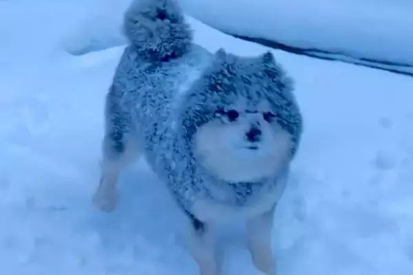 雪国育ちのポメラニアン→雪が降るとテンションが上がって…豪快すぎる遊び方に反響「雪まみれで可愛い」「寒いのに元気すぎるｗ」と31万再生