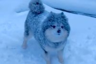 雪国育ちのポメラニアン→雪が降るとテンションが上がって…豪快すぎる遊び方に反響「雪まみれで可愛い」「寒いのに元気すぎるｗ」と31万再生