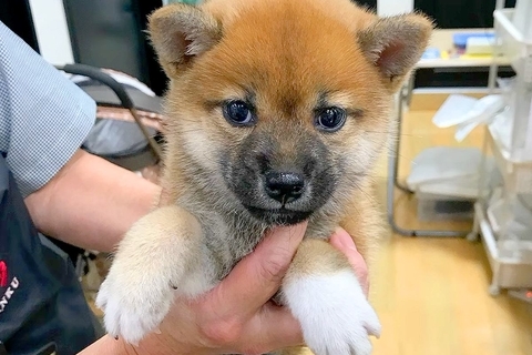 忙しい夫婦が『赤ちゃん犬』を飼った結果→環境が変わり、娘も生まれて…8年後の『素敵すぎる光景』に絶賛の声「絶対に幸せなワンコ」「天使」