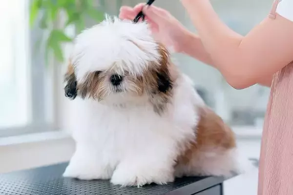 もさもさの子犬が『初めてのトリミング』に挑戦した結果→まるで別犬な『完成形』に反響「完璧に可愛い」「ぬいぐるみの中にいたら区別つかん」