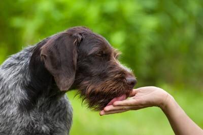 犬が飼い主のことを『舐める』理由5選　ペロペロと舐め続ける心理や注意点まで解説