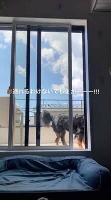 ベランダに出た大型犬→窓を開けているのに何故か入ってこず…まさかの行動が69万再生「開いてるの草」「迎えに来て欲しいのねｗ」と絶賛