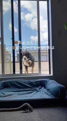 ベランダに出た大型犬→窓を開けているのに何故か入ってこず…まさかの行動が69万再生「開いてるの草」「迎えに来て欲しいのねｗ」と絶賛