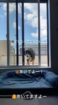 ベランダに出た大型犬→窓を開けているのに何故か入ってこず…まさかの行動が69万再生「開いてるの草」「迎えに来て欲しいのねｗ」と絶賛