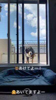ベランダに出た大型犬→窓を開けているのに何故か入ってこず…まさかの行動が69万再生「開いてるの草」「迎えに来て欲しいのねｗ」と絶賛