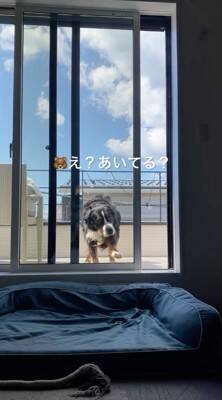 ベランダに出た大型犬→窓を開けているのに何故か入ってこず…まさかの行動が69万再生「開いてるの草」「迎えに来て欲しいのねｗ」と絶賛