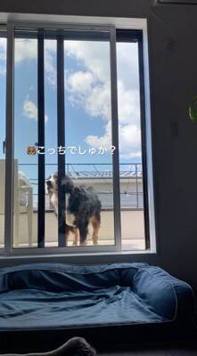 ベランダに出た大型犬→窓を開けているのに何故か入ってこず…まさかの行動が69万再生「開いてるの草」「迎えに来て欲しいのねｗ」と絶賛
