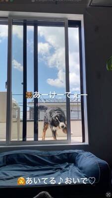 ベランダに出た大型犬→窓を開けているのに何故か入ってこず…まさかの行動が69万再生「開いてるの草」「迎えに来て欲しいのねｗ」と絶賛