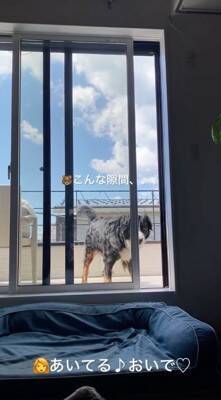 ベランダに出た大型犬→窓を開けているのに何故か入ってこず…まさかの行動が69万再生「開いてるの草」「迎えに来て欲しいのねｗ」と絶賛