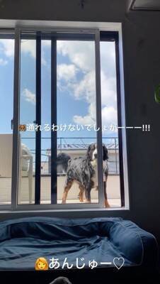 ベランダに出た大型犬→窓を開けているのに何故か入ってこず…まさかの行動が69万再生「開いてるの草」「迎えに来て欲しいのねｗ」と絶賛