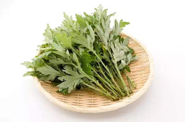 【獣医師監修】犬はよもぎを食べても大丈夫？よもぎ餅・パン・お茶は危険？症状から注意点まで徹底解説