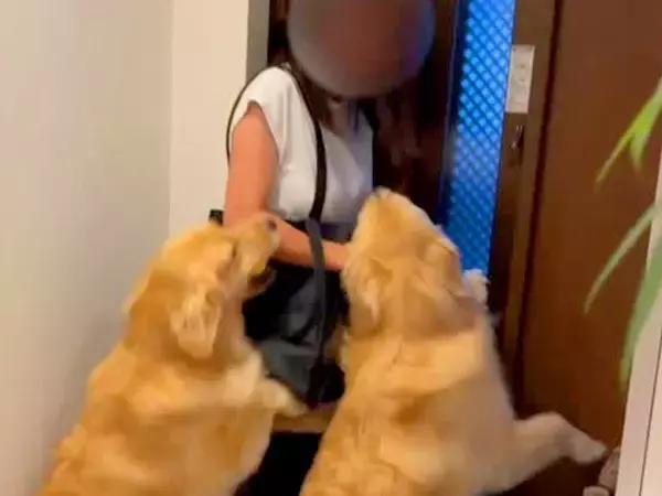 玄関を開けた女性→2匹の大型犬が『お出迎え』をして…もはや食べられている『激しいおかえりなさい』が544万再生「大きさ理解してないｗ」