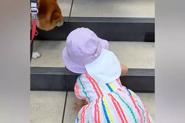 小さな女の子が手を使ってゆっくり階段を登っていたら、犬が先回りして…健気すぎる『まさかの行動』が9万再生「見守ってくれてる」「優しい姉」