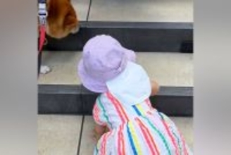 小さな女の子が手を使ってゆっくり階段を登っていたら、犬が先回りして…健気すぎる『まさかの行動』が9万再生「見守ってくれてる」「優しい姉」