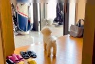 ママの帰りを待ちわびる犬→先におじいちゃんが帰宅した結果…まさかの『露骨すぎる対応の差』が12万再生「反応がわかりやすいｗ」「笑ったｗ」