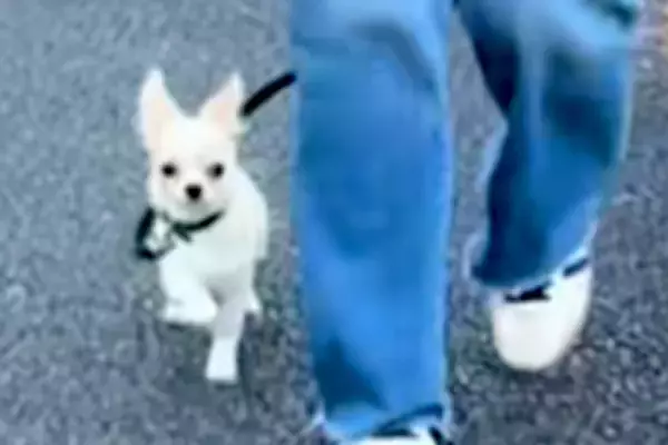 外に出ることに慣れてきた赤ちゃん犬→お散歩初心者すぎる『まさかの歩き方』が尊すぎるとSNSで反響「飛んでいきそうｗ」「ご機嫌」と6万再生