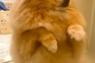 『お風呂中、慌てた表情でやってきた犬』に10万表示の反響　あまりにも愛おしい『まさかの理由』に「愛だなあ」「優しくていい子」と絶賛の声