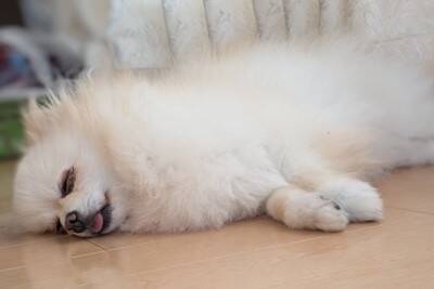 犬が飼い主の前で『へそ天』をする理由6選　愛犬がリラックスできる環境づくりまで解説