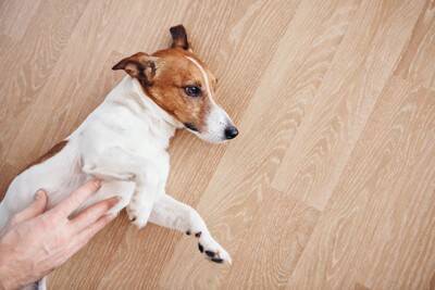 犬が飼い主の前で『へそ天』をする理由6選　愛犬がリラックスできる環境づくりまで解説