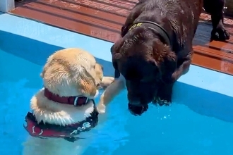 プールに落ちてしまった犬→『助けなきゃ！』と大型犬が慌てて…思わず感動する『まさかの光景』が47万再生「なんて優しいの」「いい子過ぎる」