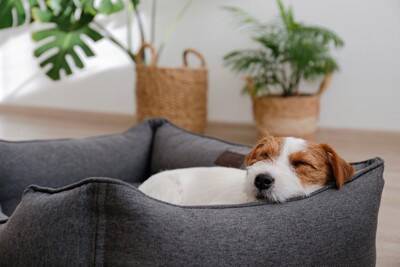 犬にとって『快適なベッド』の特徴4つ　睡眠の質を高めるためにはどうしたらいいの？
