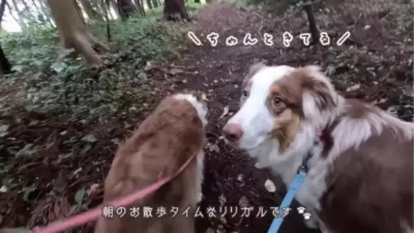 弟犬を怒ったら、お姉ちゃん犬が…まさかの『代わりに謝る姿』が優しすぎると19万再生「性格が良すぎる」「ごめんねしてるの可愛い…」と悶絶