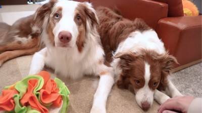 弟犬を怒ったら、お姉ちゃん犬が…まさかの『代わりに謝る姿』が優しすぎると19万再生「性格が良すぎる」「ごめんねしてるの可愛い…」と悶絶