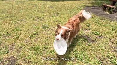 弟犬を怒ったら、お姉ちゃん犬が…まさかの『代わりに謝る姿』が優しすぎると19万再生「性格が良すぎる」「ごめんねしてるの可愛い…」と悶絶