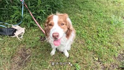 弟犬を怒ったら、お姉ちゃん犬が…まさかの『代わりに謝る姿』が優しすぎると19万再生「性格が良すぎる」「ごめんねしてるの可愛い…」と悶絶