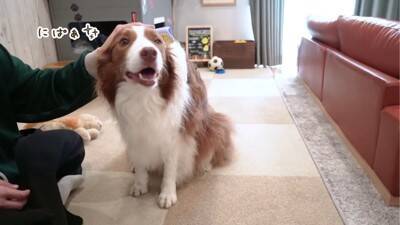 弟犬を怒ったら、お姉ちゃん犬が…まさかの『代わりに謝る姿』が優しすぎると19万再生「性格が良すぎる」「ごめんねしてるの可愛い…」と悶絶