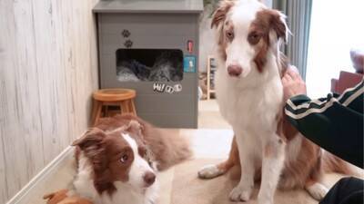 弟犬を怒ったら、お姉ちゃん犬が…まさかの『代わりに謝る姿』が優しすぎると19万再生「性格が良すぎる」「ごめんねしてるの可愛い…」と悶絶