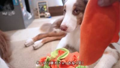 弟犬を怒ったら、お姉ちゃん犬が…まさかの『代わりに謝る姿』が優しすぎると19万再生「性格が良すぎる」「ごめんねしてるの可愛い…」と悶絶