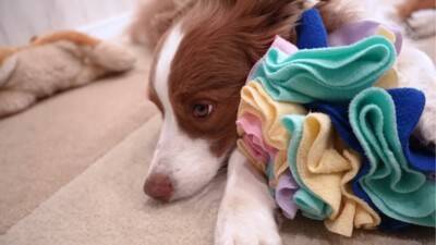 弟犬を怒ったら、お姉ちゃん犬が…まさかの『代わりに謝る姿』が優しすぎると19万再生「性格が良すぎる」「ごめんねしてるの可愛い…」と悶絶