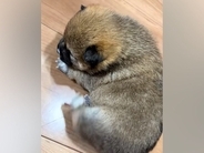 赤ちゃん犬が『自分の体を掻こうとした』結果→手足が短すぎて…とんでもなく尊い『一生懸命な光景』が42万再生「コロンコロンｗ」「可愛すぎ」