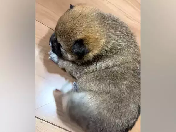 赤ちゃん犬が『自分の体を掻こうとした』結果→手足が短すぎて…とんでもなく尊い『一生懸命な光景』が42万再生「コロンコロンｗ」「可愛すぎ」