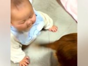 赤ちゃんが『犬のしっぽにぶつかりまくった』結果→嫌がるかと思ったら…『まさかの反応』が尊すぎると話題「可愛いｗ」「幸せな気持ちになる」