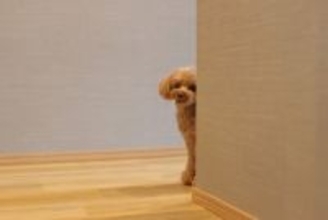 犬が飼い主に『お出かけしないで』とアピールする理由4つ　邪魔してきたときの適切な対応まで