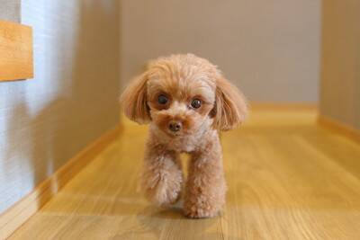 犬が飼い主に『お出かけしないで』とアピールする理由4つ　邪魔してきたときの適切な対応まで