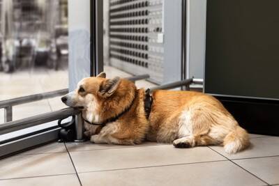 犬の飼い主がやってはいけない『マンションでのタブー行為』5つ　起こり得るトラブルとは？
