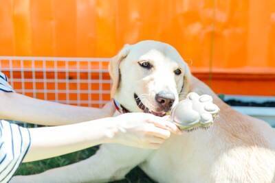 犬の飼い主がやってはいけない『マンションでのタブー行為』5つ　起こり得るトラブルとは？