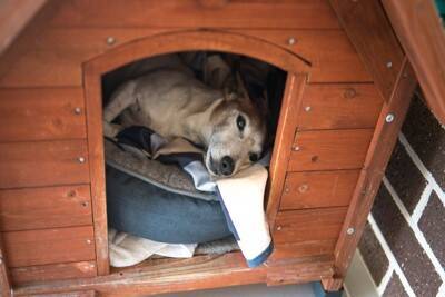 犬が『散歩の気分じゃない』と思っているサイン5つ　散歩への意欲を引き出すためにできることとは？