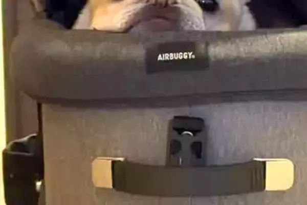 お出かけ帰り『カートから犬を降ろし忘れた』結果→振り返ると…哀愁漂う『まさかの表情』が24万再生「なんとも言えない顔ｗ」「愛おしすぎ」